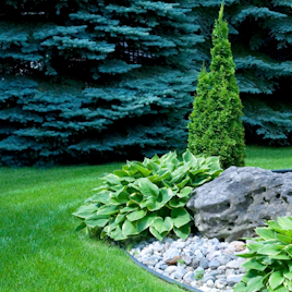 Organic Tree and Shrub Service