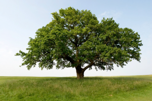 Organic Lawn Care, Flower Mound TX